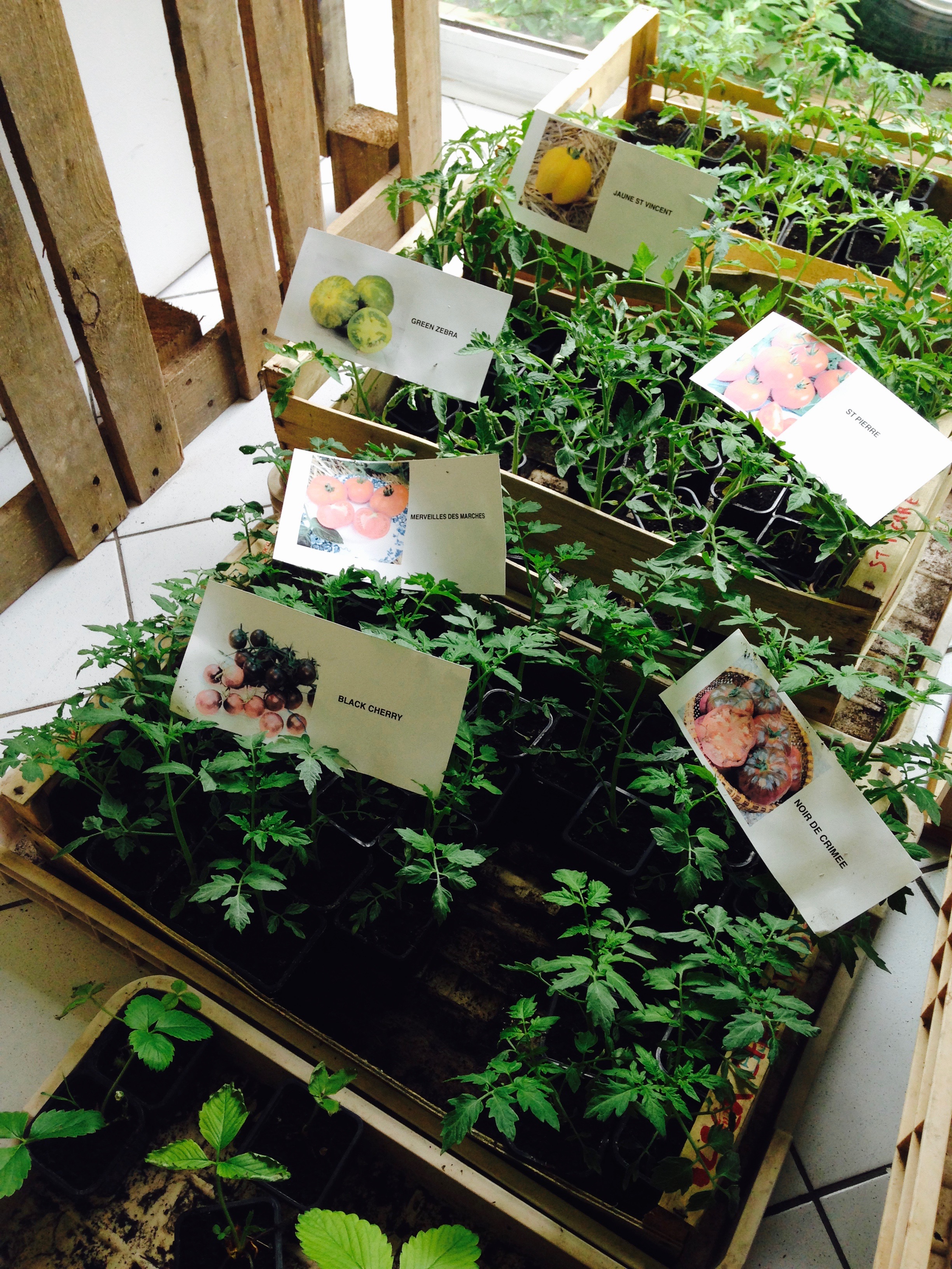 Plants de tomates de La Poule Verte