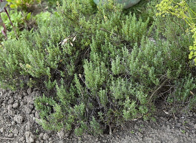 Nouvelles des « Herbes Folles »