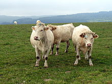 Nouvelles de la ferme de l’Anjubauderie !